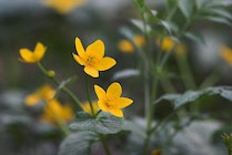 Schlagworte: Blüte – 23. Photo: Dotterblume