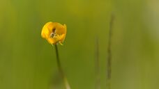 Schlagworte: Blüte – 25. Photo: Wildbienchen im Hahnenfuß