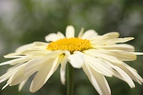Schlagworte: Blüte – 26. Photo: Zart