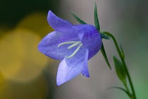 Schlagworte: Blüte – 19. Photo: Glockenblume