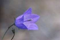 Schlagworte: Blüte – 3. Photo: ~ Farbtupfer ~