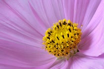 Schlagworte: Blüte – 1. Photo: Cosmea