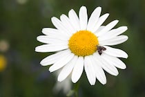 Schlagworte: Blüte – 29. Photo: Margerite