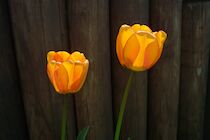 Schlagworte: Tulpen – 5. Photo: Orange auf Braun
