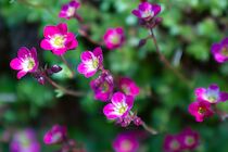 Schlagworte: Blüte – 32. Photo: Pink auf Grün
