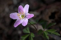 Schlagworte: Blüte – 34. Photo: Rosa Buschwind