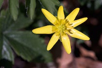 Schlagworte: Blüte – 35. Photo: Scharbockskraut