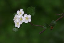 Schlagworte: Blüte – 30. Photo: Strauchblüten
