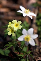 Schlagworte: Blüte – 33. Photo: Waldprimel