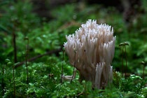 Schlagworte: Pilze – 33. Photo: Zum Lichte