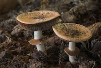 Schlagworte: Pilze – 34. Photo: Wunderlinge