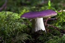 Schlagworte: Pilze – 35. Photo: Täubling