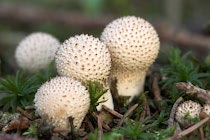 Schlagworte: Pilze – 20. Photo: Igelköpfe