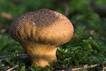 Schlagworte: Pilze – 19. Photo: Bovist