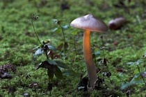 Schlagworte: Pilze – 15. Photo: Im Sonnenstrahl