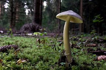 Schlagworte: Pilze – 4. Photo: Waldig