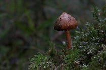 Schlagworte: Pilz – 32. Photo: Kleiner brauner