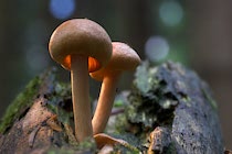 Schlagworte: Pilze – 25. Photo: Geheimnisvoll
