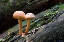 Schlagworte: Pilze – 26. Photo: Zweisamkeit