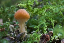 Schlagworte: Pilze – 28. Photo: Dschungelkämpfer