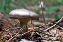 Schlagworte: Pilze – 29. Photo: Nebelgrau