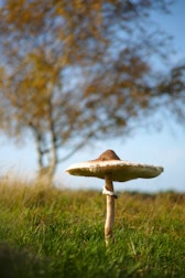 Pilze: 10. Photo: Riesenschirm vor Baum