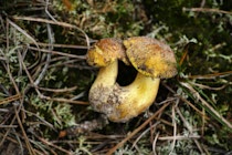Schlagworte: Pilze – 12. Photo: Grünlingspärchen