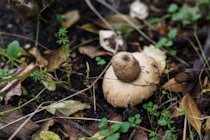 Schlagworte: Pilze – 15. Photo: Gewimperter Erdstern
