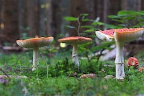 Schlagworte: Pilze – 12. Photo: Waldfliegen