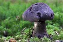 Schlagworte: Pilze – 5. Photo: Knuffiger blauer