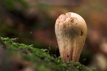 Schlagworte: Pilze – 7. Photo: Keule I