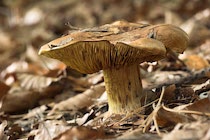 Schlagworte: Pilze – 2. Photo: Braun-gelb