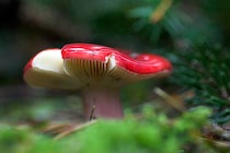 Schlagworte: Pilz – 2. Photo: Knallig rot