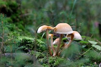 Schlagworte: Pilze – 28. Photo: Pilzbuschel