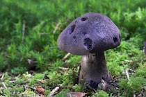 Schlagworte: Pilz – 3. Photo: Schleierling