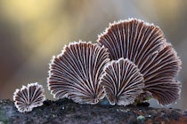 Schlagworte: Pilze – 34. Photo: Spaltblättling