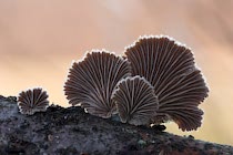 Schlagworte: Pilze – 32. Photo: Spaltblättlinge 3