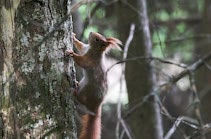 Andere: 29. Photo: Hörnchen im Wald
