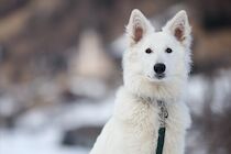 Schlagworte: Hund – 3. Photo: Winterfell