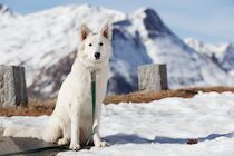 Schlagworte: Schnee – 12. Photo: Wanderhund