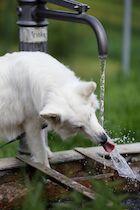 Schlagworte: Brunnen – 5. Photo: Des Hundes Zunge