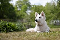 Schlagworte: Hund – 29. Photo: In Omas Garten