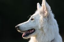 Schlagworte: Hund – 25. Photo: Profil