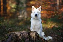 Schlagworte: Hund – 6. Photo: Weiß im Herbste