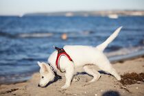 Schlagworte: Hund – 1. Photo: Weiße Rute