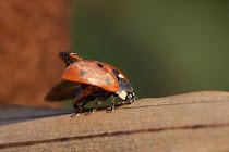 Schlagworte: Käfer – 8. Photo: Gelandet