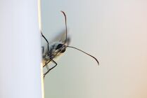 Insekten: 33. Photo: Falter frontal