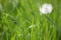 Schlagworte: Käfer – 5. Photo: Blick auf eine Pusteblume