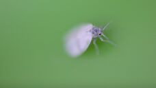 Insekten: 24. Photo: Weiße Fliege am Kohl