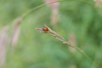 Insekten: 12. Photo: Ameisen-Blattkäfer